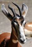 Mhorr Gazelle