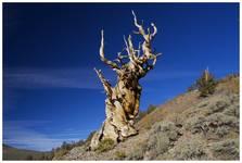 5000-letnia sosna, White Mountains, California