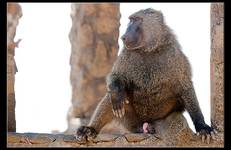 Baboon