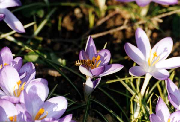 Krokusy