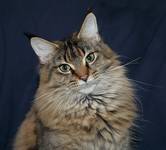 Maine Coon