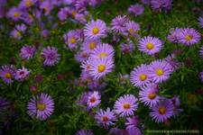 Violet flowers