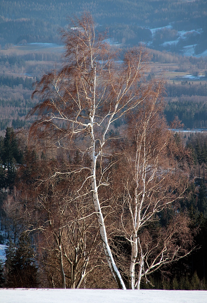 Drzewko w krajobrazie