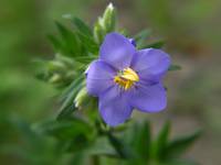 Wielosił błękitny (Polemonium caeruleum)