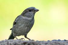 Passer montanus