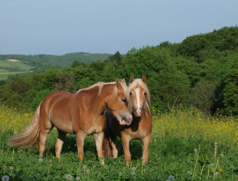 Bliźniaki