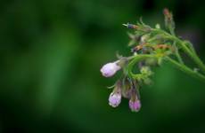 Żywokost lekarski (Symphytum officinale)