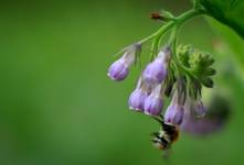 Żywokost lekarski i pszczoła (Symphytum officinale, Apis )