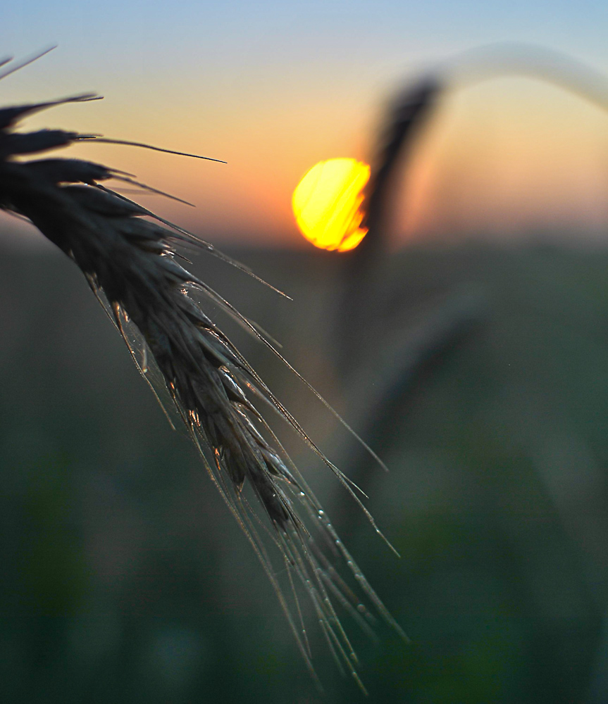 staring at the sun