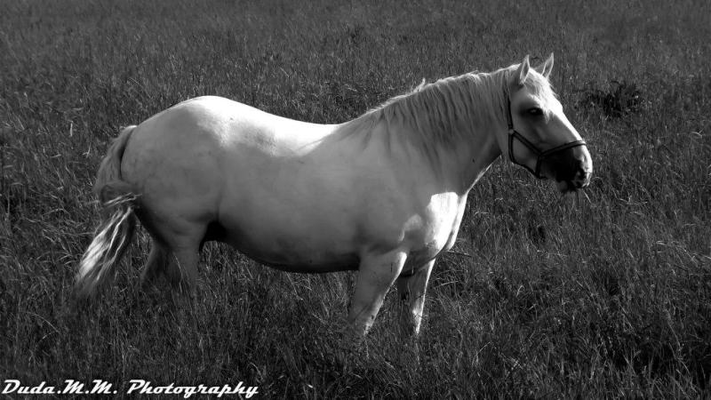 Konik w ciekawym świetle.