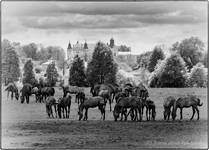 Pejzaż z końmi    [B&W]