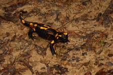 Salamandra