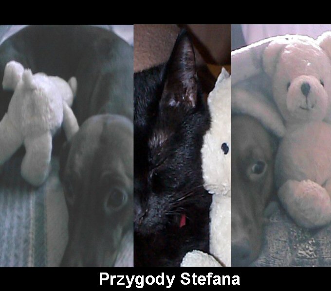 Przygody Stefana :)