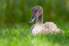 Cygnus olor