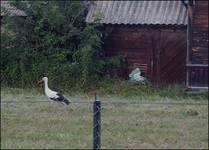 Podlasie, kraina bocianów