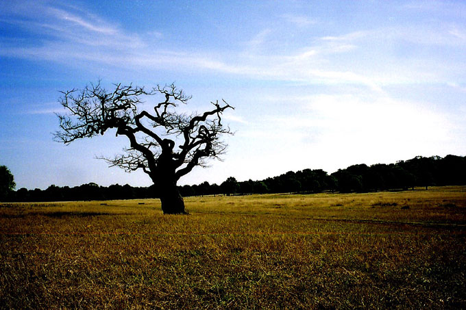 Richmond Park