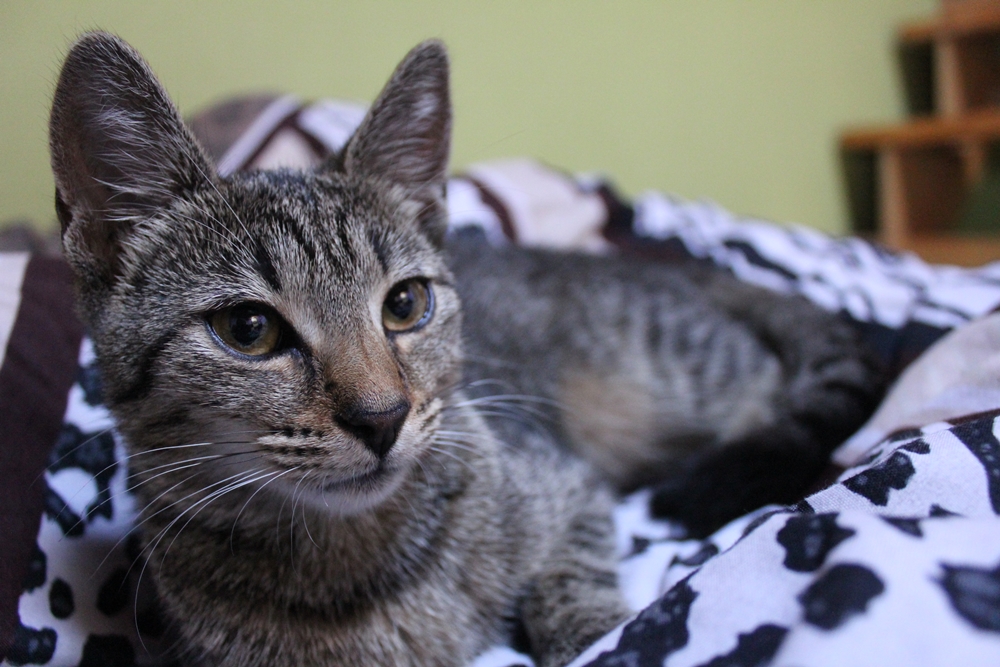 Cat Sawyer