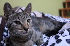 Cat Sawyer