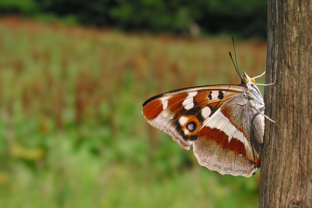 motyl...