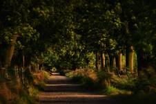 windy path