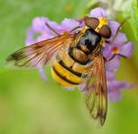 Volucella zonaria