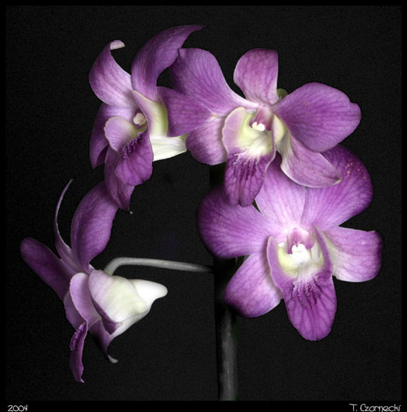 dendrobium