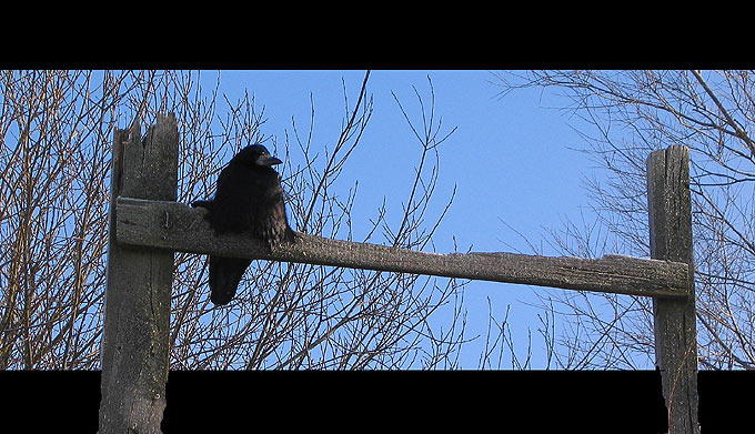 Gawron  (Corvus frugilegus)