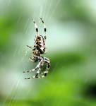 Araneus diadematus