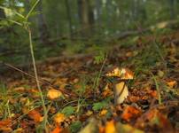 Boletus edulis