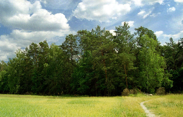 słyszał kto jak droga do lasu biegnie???