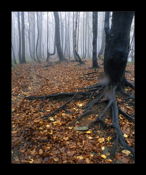 Bieszczady: w drodze na Wielką Rawkę