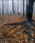 Bieszczady: w drodze na Wielką Rawkę