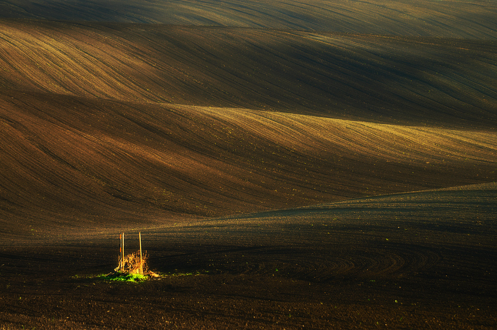 Moravian fields...