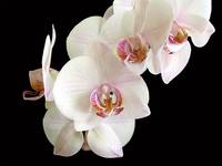 PHALAENOPSIS