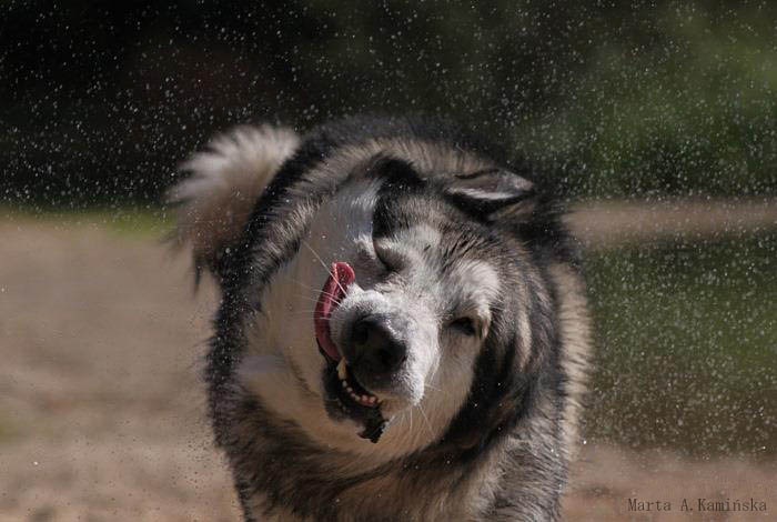 Alaskan  malamute
