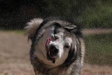 Alaskan  malamute
