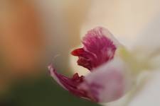 three faces of orchids