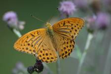 Argynnis paphia (Dostojka malinowiec)