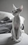 Devon Rex