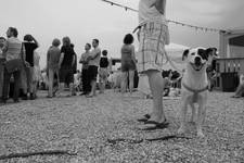 No_Dogs_Allowed_2