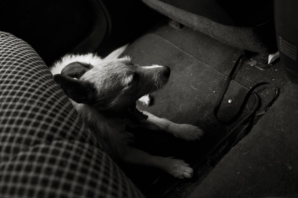 No_Dogs_Allowed_3