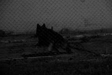 No_Dogs_Allowed_4