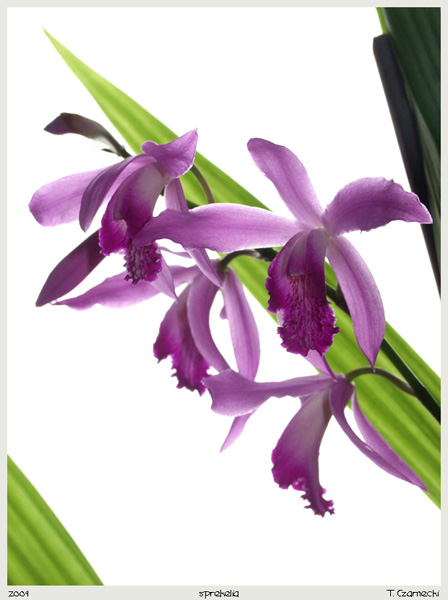 sprekelia