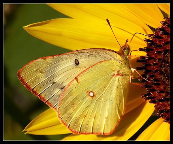 COLIAS