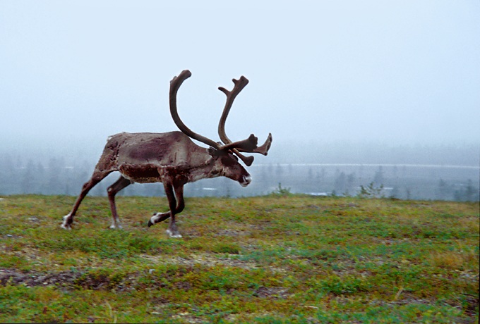 norsk reinsdyr