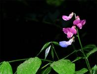 Lathyrus vernus