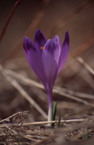 Krokus