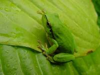 Rzekotka drzewna (Hyla arborea)