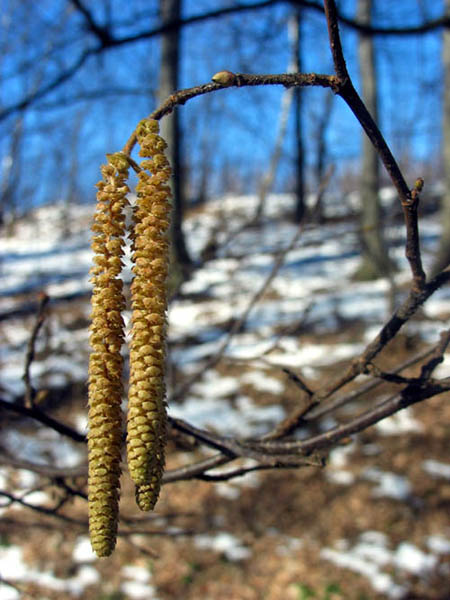 Wiosna Panie Sierżancie