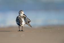 Calidris alba